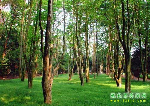 東臺(tái)山國(guó)家森林公園